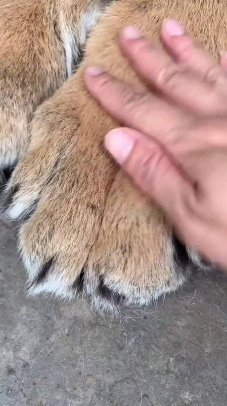 老虎的手掌居然这么大,看到它的指甲以后,我真的被吓到了-度小视