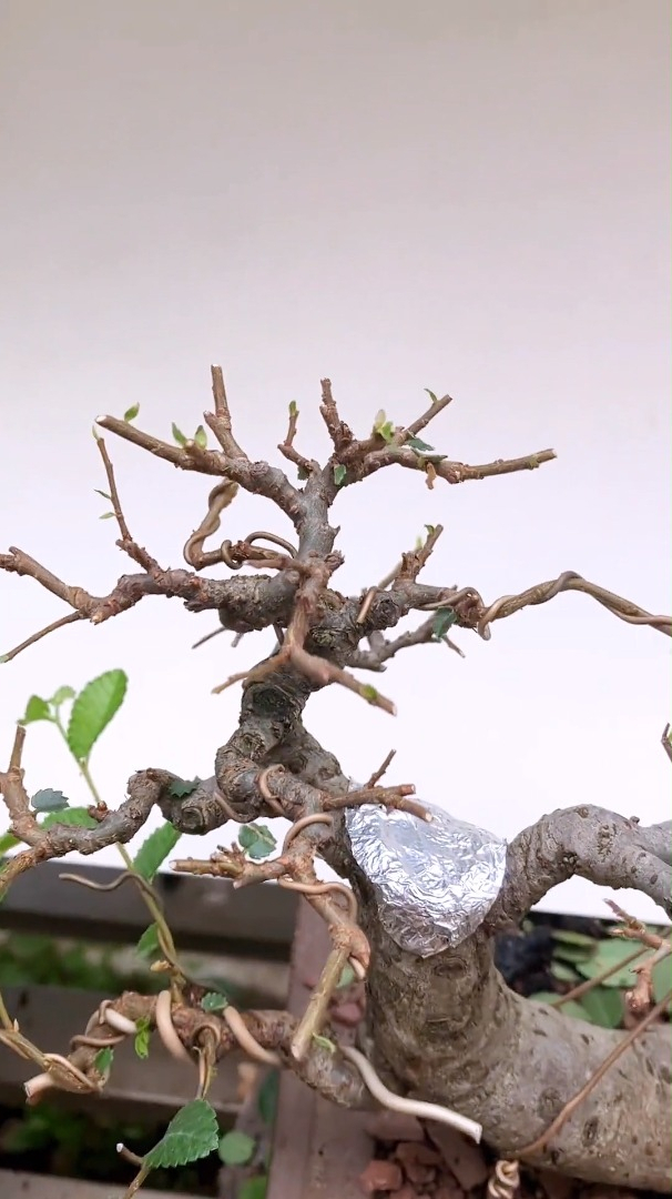 好多玩盆景的朋友都说不会结顶,试试这个自然结顶的方法!