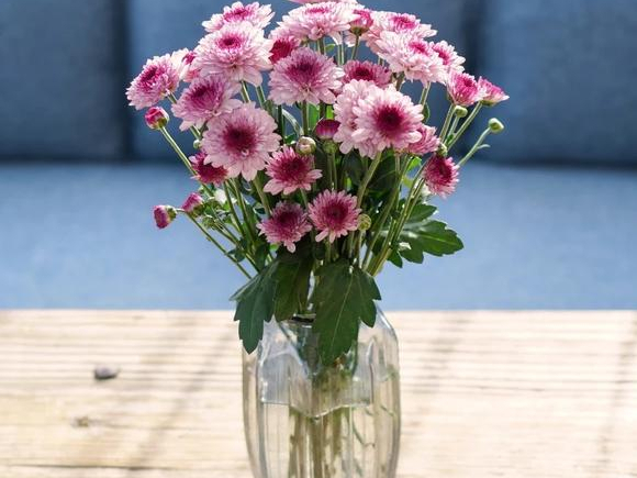 你知道小雏菊鲜花怎么水养吗?