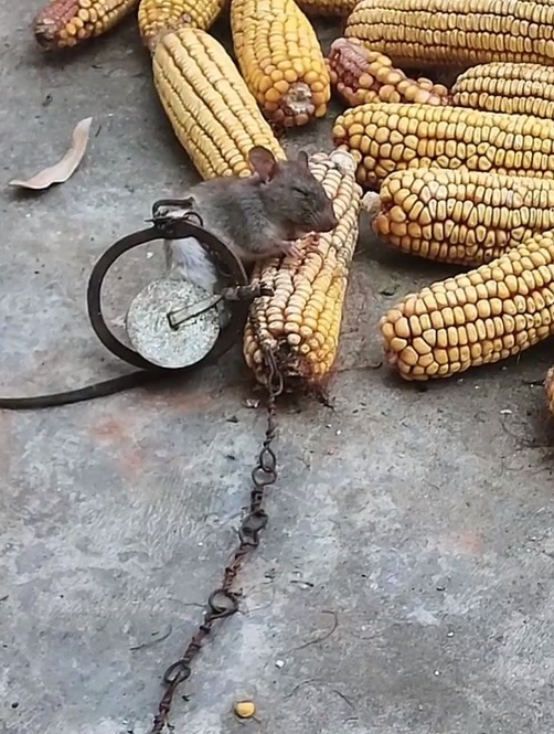 老鼠偷吃被夹住,仍然不停嘴疯狂啃玉米,网友:死也要当个饱死鬼