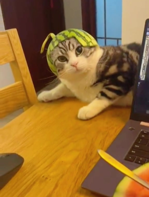 西瓜太猫的夏天!猫:你的帽子偏要往我头上扣