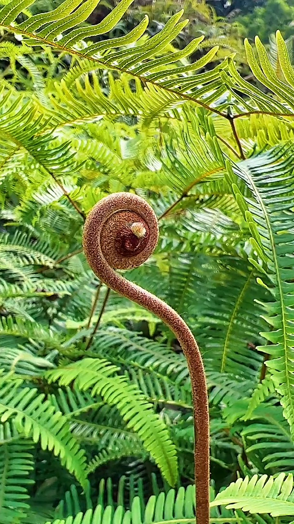 芒萁草很常见,但它的珍贵却很少人知道