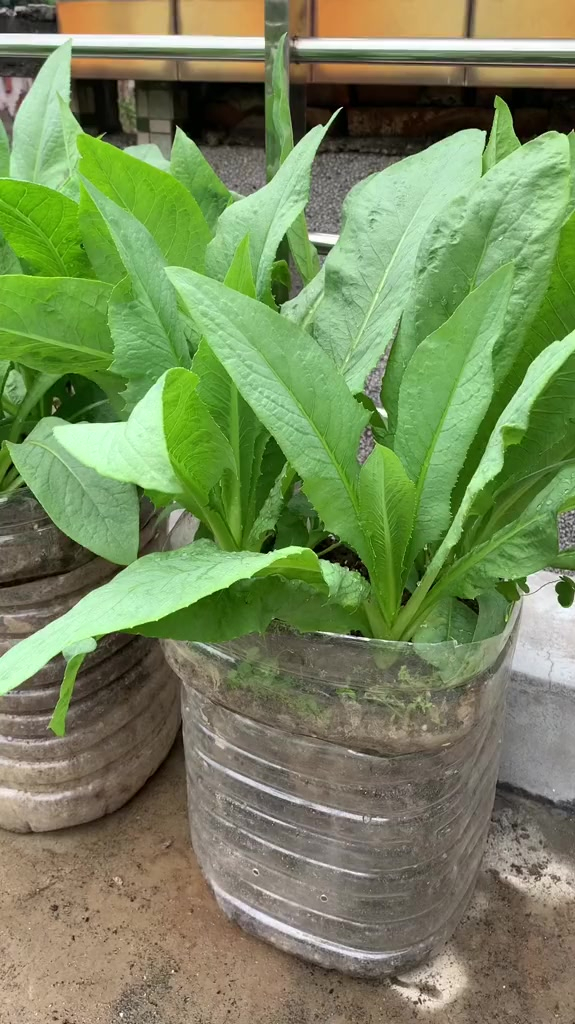 八甲麦摘完放点肥,一个星期可以摘一次,生长速度快耐高温