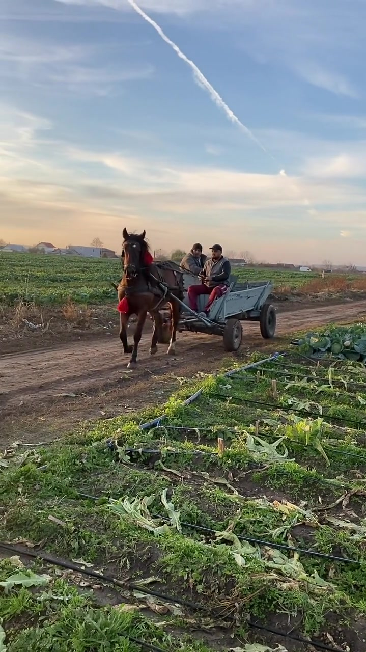 吉普赛人的马车很实用吧 欧洲生活 罗马尼亚风情-度小视