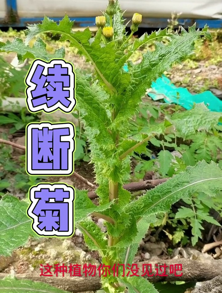 续断菊,一二年生草本,可入药,有清热解毒,止血的功效