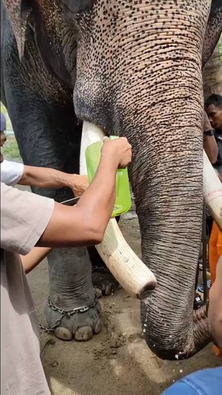 泰国成年大象,锯下象牙保护自己的安全,全程由泰国高僧来完成!