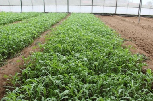 茼蒿什么时间种植比较适合?