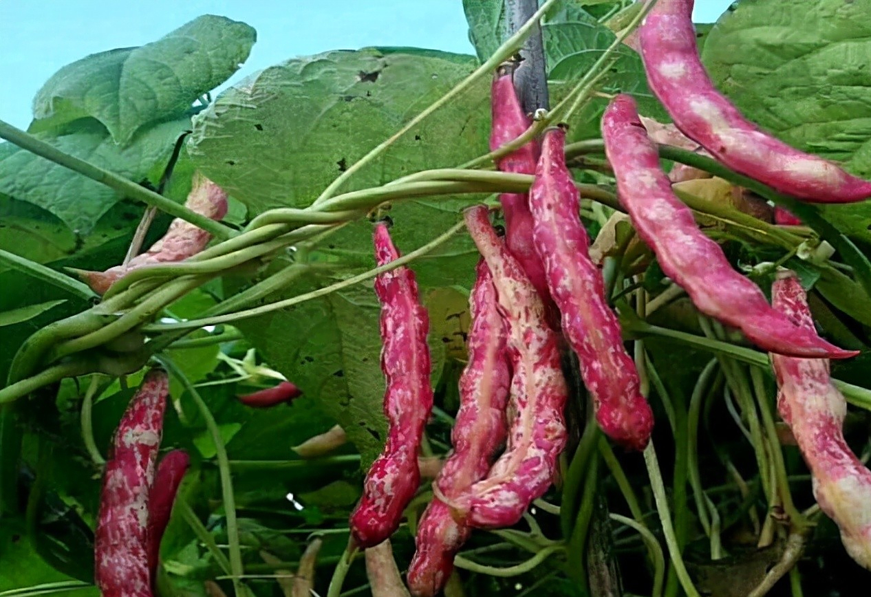 家雀蛋豆角图片,雀蛋豆,架豆王豆角图片(第15页)_大山谷图库