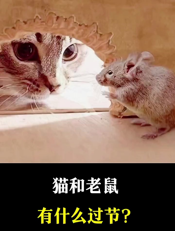 猫和老鼠有什么过节