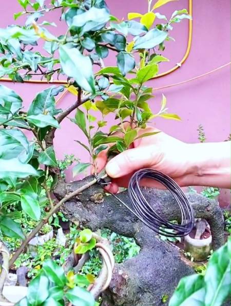 金弹子靠接就是简单目前成活率最高对嫁接时间要求最低的方法