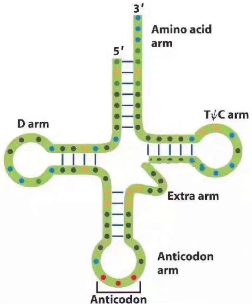 细胞的研究:不同的转运rna,整个rna序列都有所不同