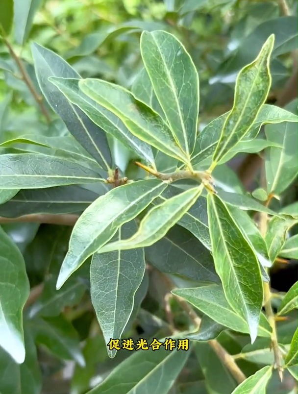 八到十月是金弹子花芽分化期,想要来年花果满枝,千万别错过!-度小视