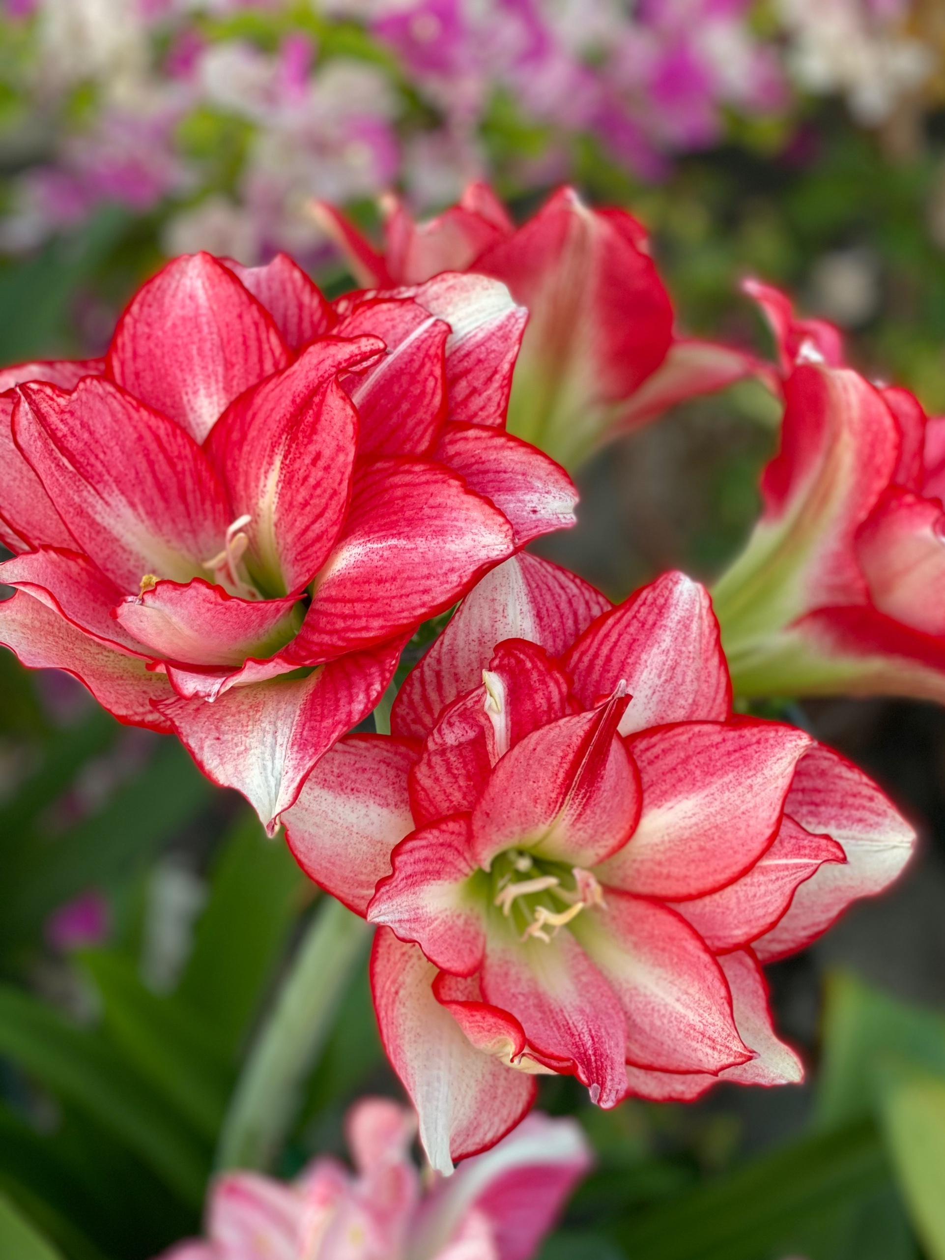 家养朱顶红,简单三步走,颜色正,花朵大,轻松爆盆!