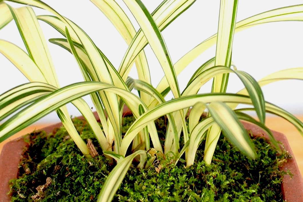 曾被用来冒充"金边兰",骗人高价买回当兰花养,谁知是空气卫士