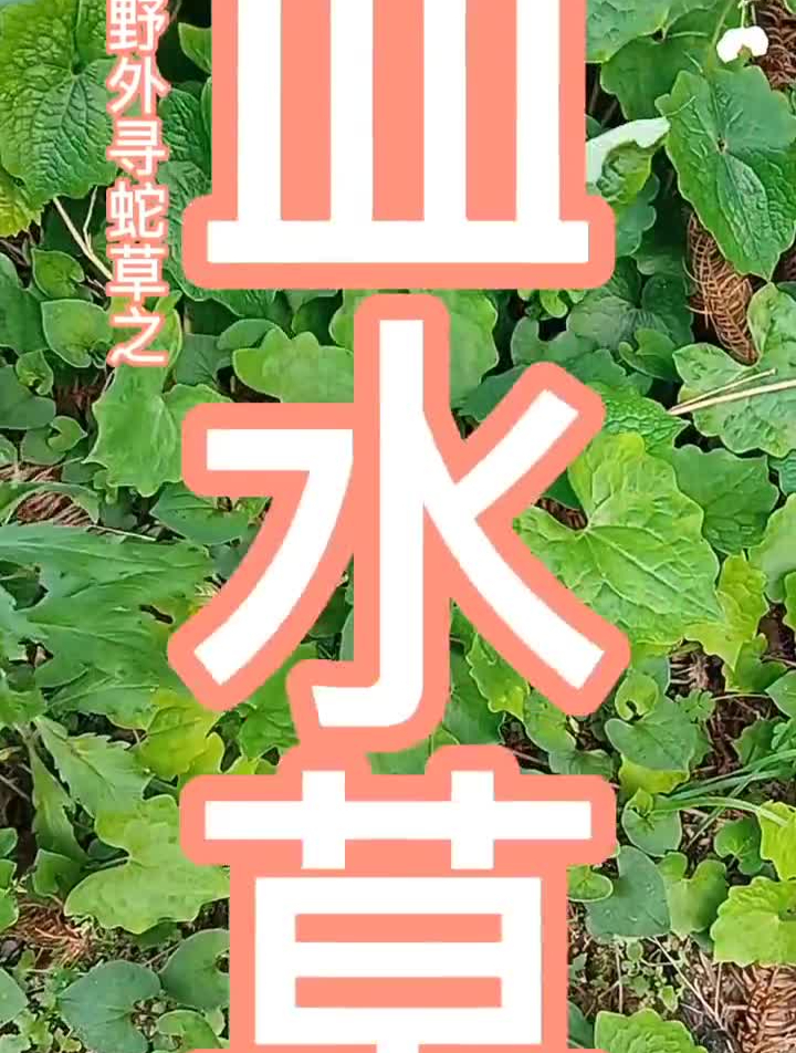 大自然的馈赠野外生存应急救援野生植物血水草又叫黄水芋金腰带-度小