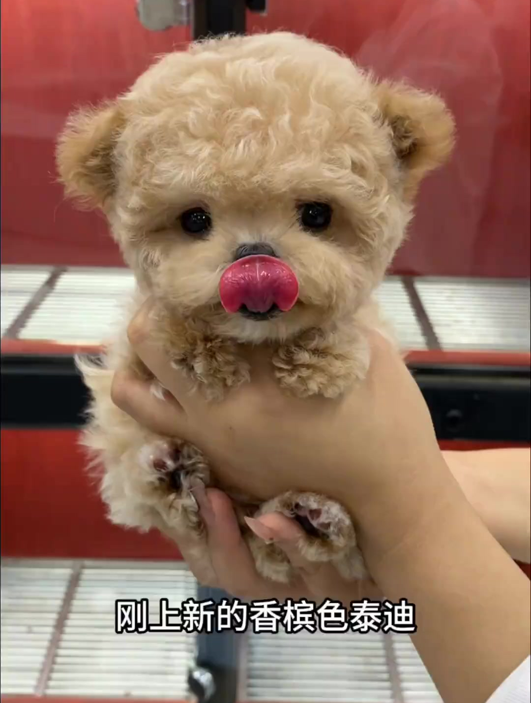 这只泰迪熊吐舌头的样子也太可爱了吧