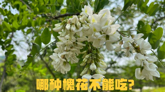 [图]又到吃槐花的季节，吃槐花也会中毒？槐树的悠久历史