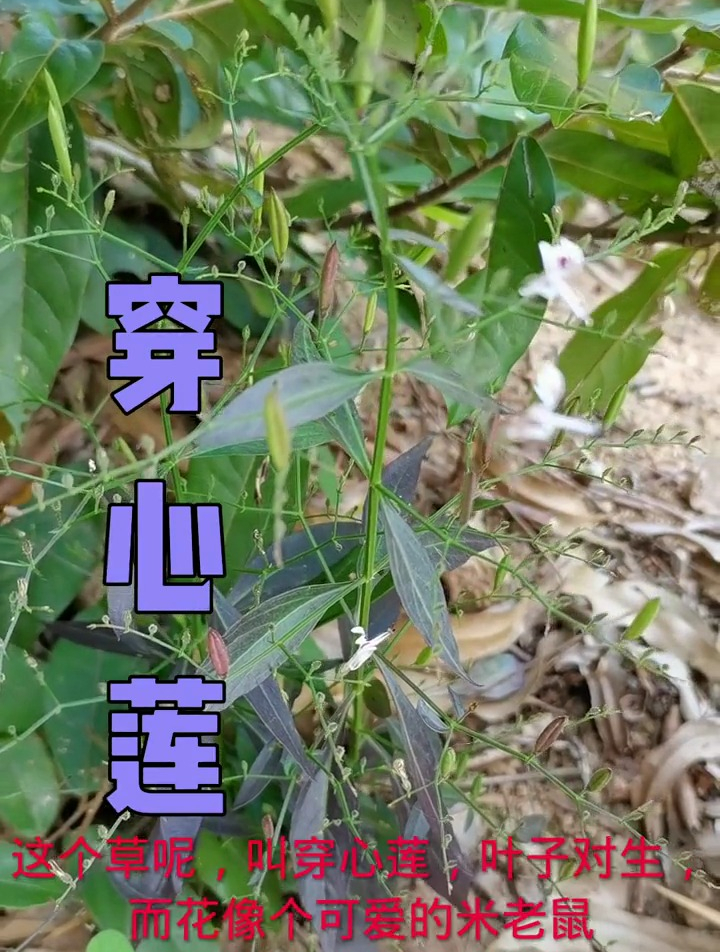 穿心莲又名印度草,可药用,有清热解毒,消炎,消肿止痛作用