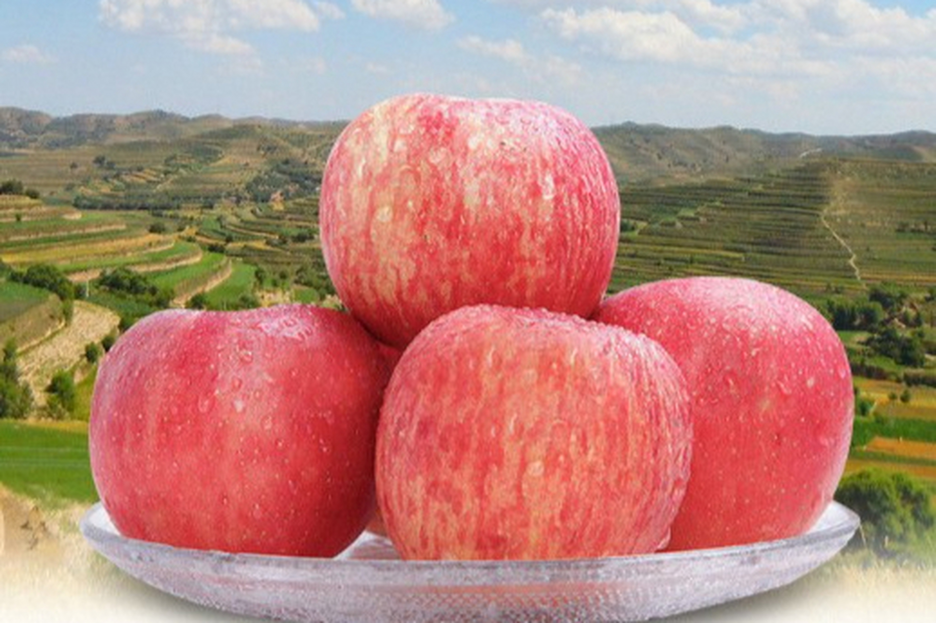 洛川苹果是陕西最好吃的苹果,以其醇美的果香,鲜嫩的果肉和丰富的汁液