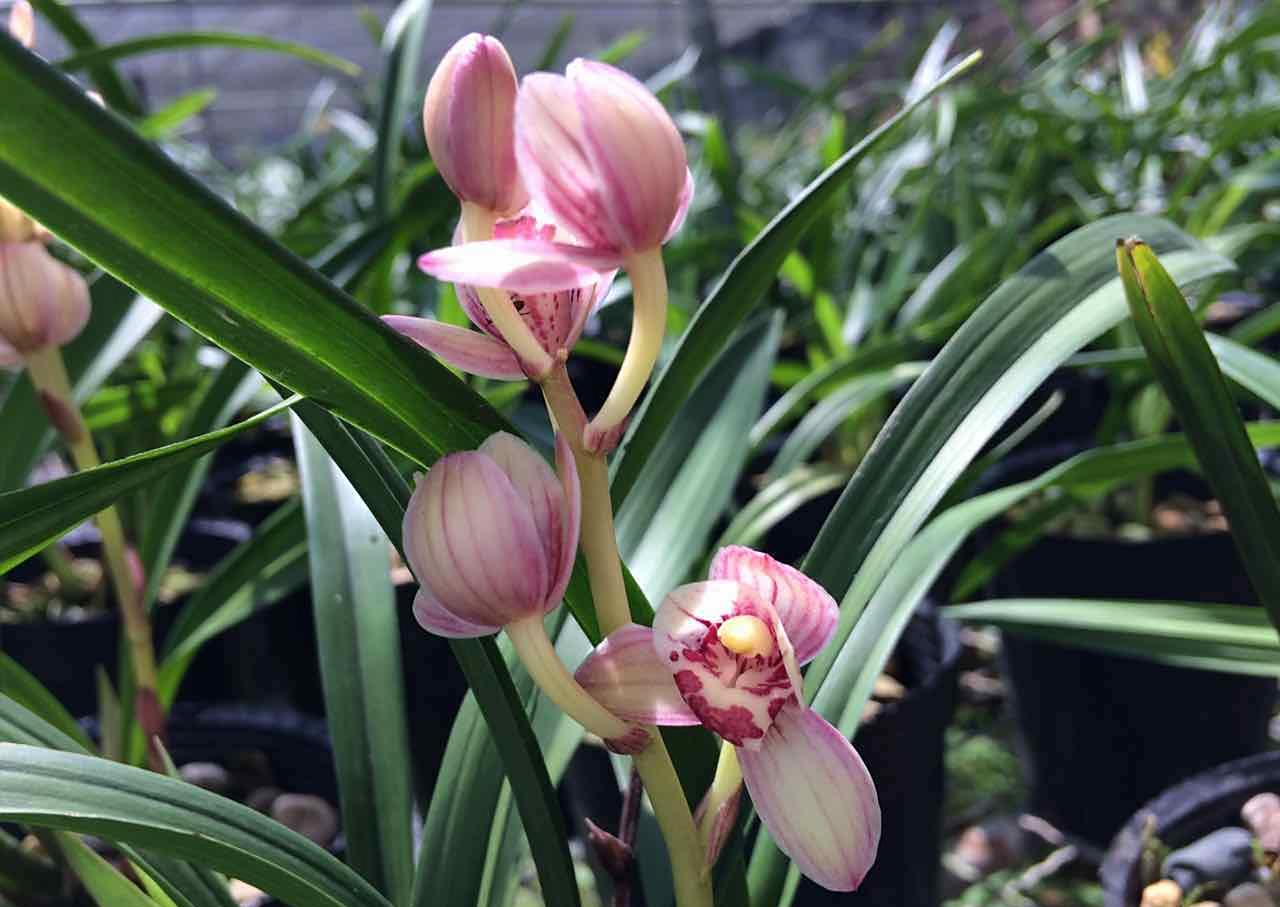 建兰红花荷瓣铭品——红月,花色艳美,瓣型端庄,气味幽香易养护