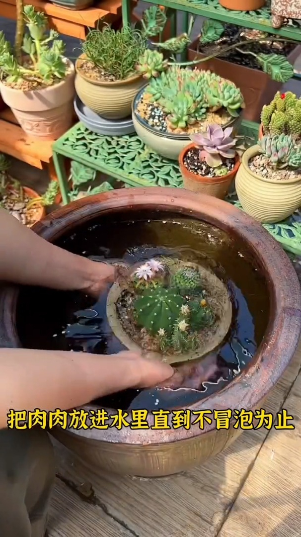 夏天给多肉浇水可以用浸盆法,等到多肉不冒泡就可以捞出-度小视