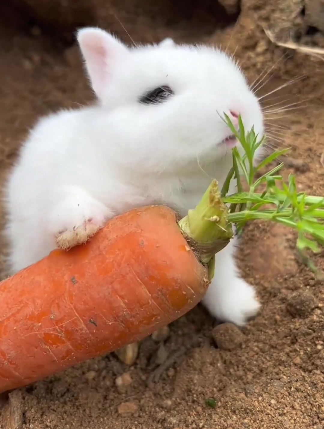 小兔子吃萝卜吃着吃着睡着了,又能吃又能睡,还那么可爱羡慕死了