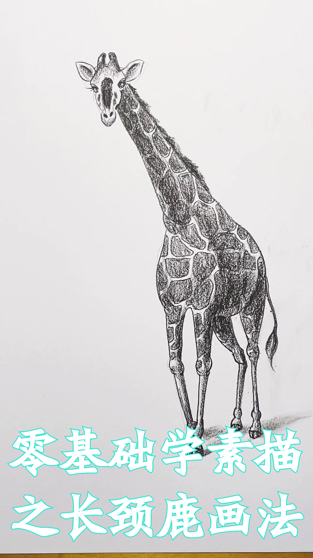 零基础学素描之长颈鹿画法