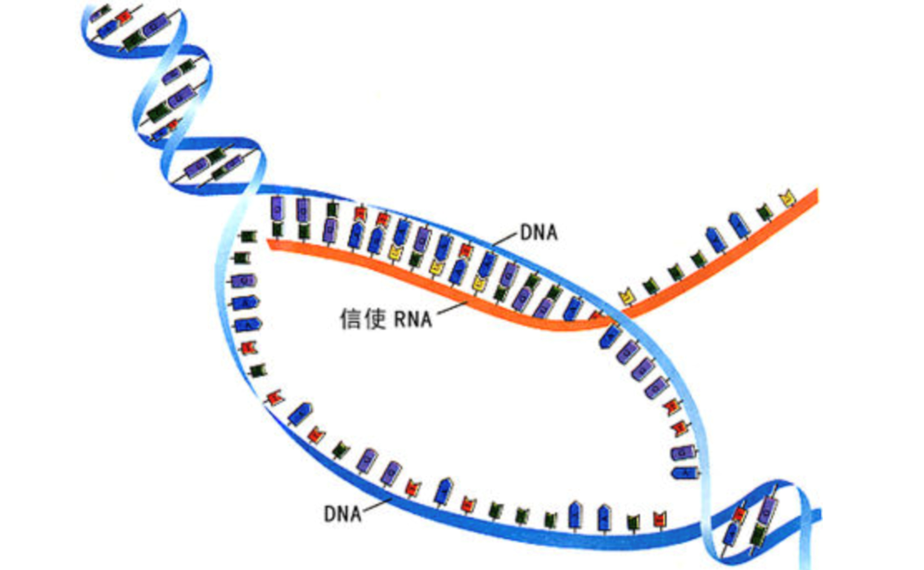 在rna世界里,蛋白质的翻译系统存在着巨大的进化意义