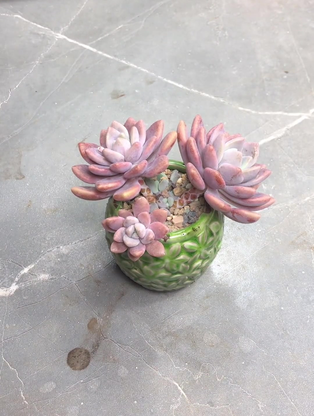 挑战360天每天种一颗多肉品种不重复,多肉品种:雪桃-度小视