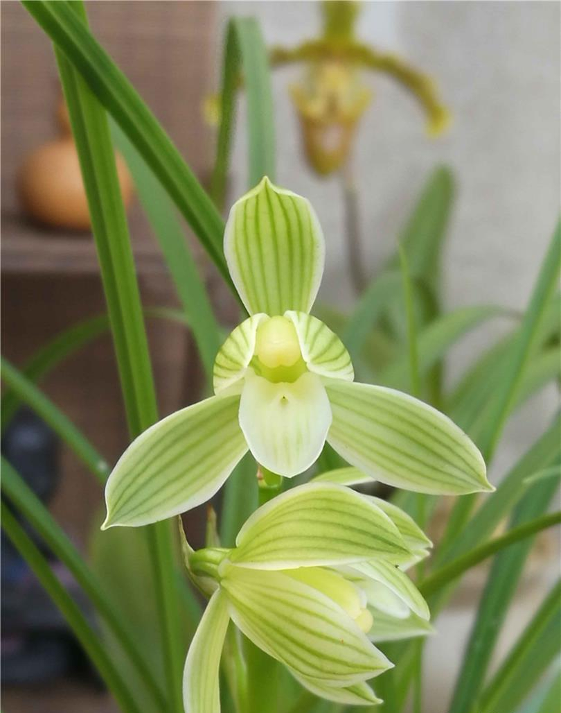 莲瓣兰中的素花精品,素色荷瓣,花姿优美,芬芳扑鼻,值得入手