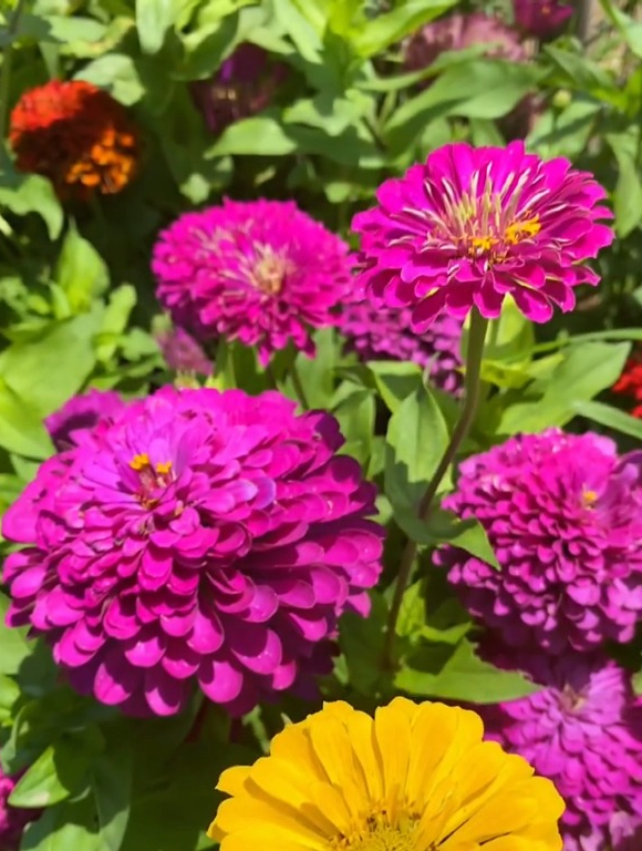 步步登高花学名"百日菊",撒点种子就泛滥,花色繁多艳丽!-度小视