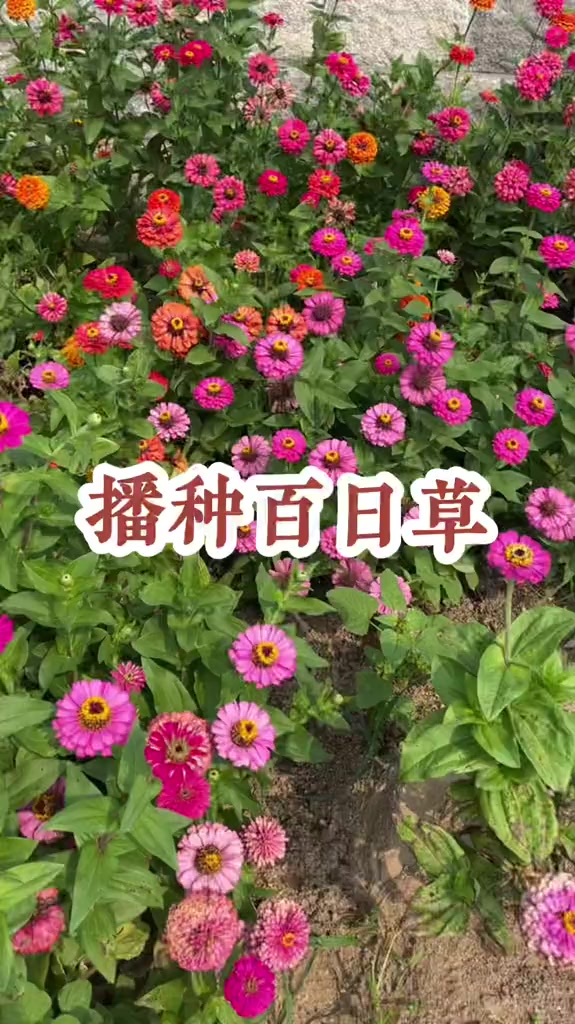 百日草花期长达一百多天不怕晒耐热耐旱现在就适合播种