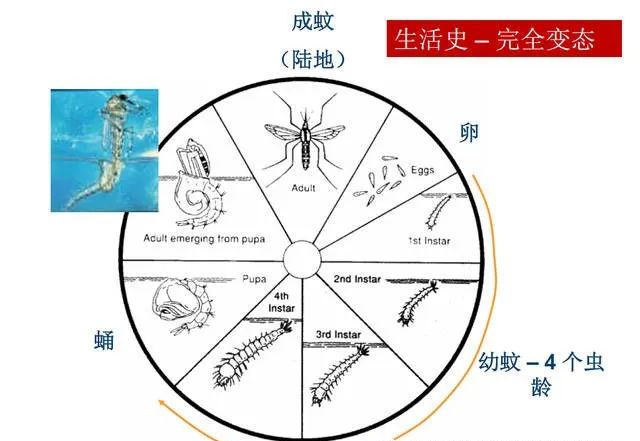 蚊子生长发育过程简图图片