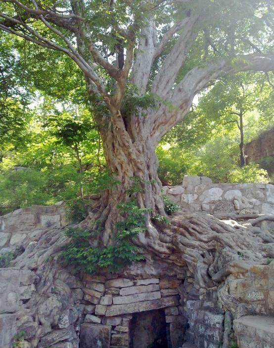 "谈檀":国家二级保护植物——青檀的园林用途和市场前景分析