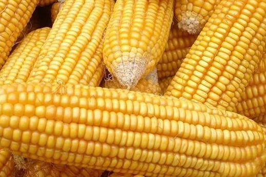 转基因玉米和非转基因玉米的区别