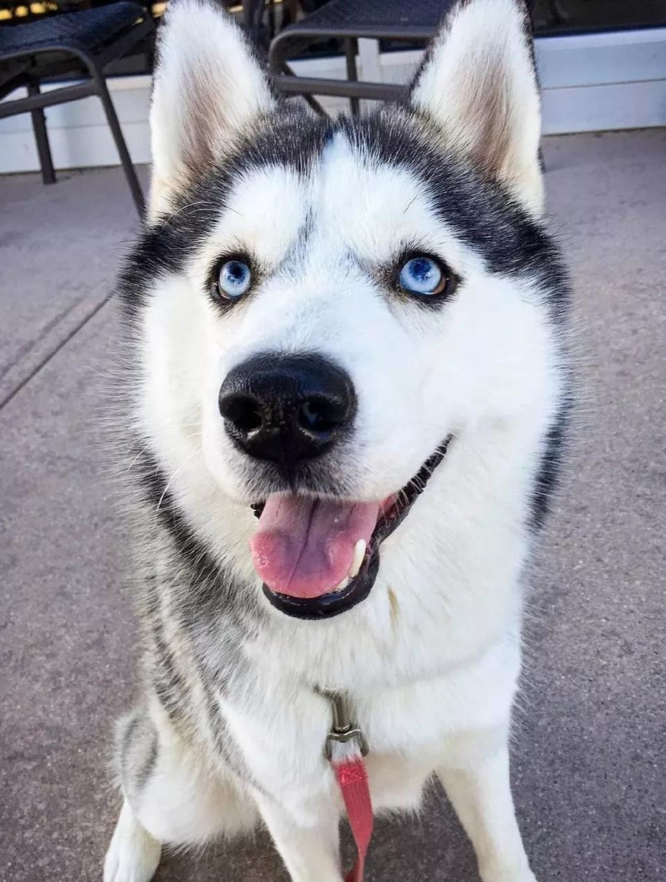 为什么说 黑白配色的宠物 都不太正常呢