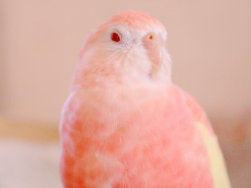 粉红鹦鹉"爆红",仿佛一个水蜜桃,网友:老夫的少女心泛滥了