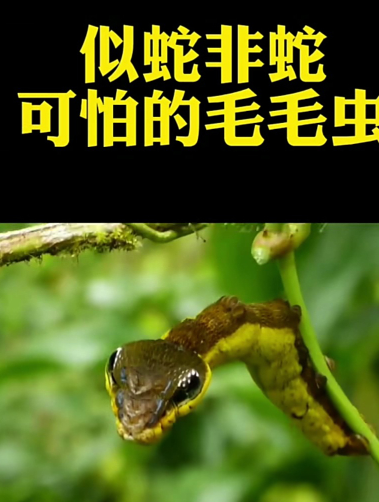 似蛇非蛇的毛毛虫到底多可怕?