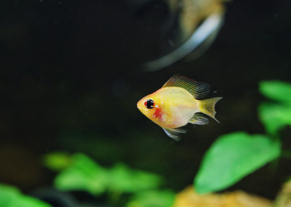 金波子,好看却不好养的观赏鱼,据说是养鱼高手才能养好