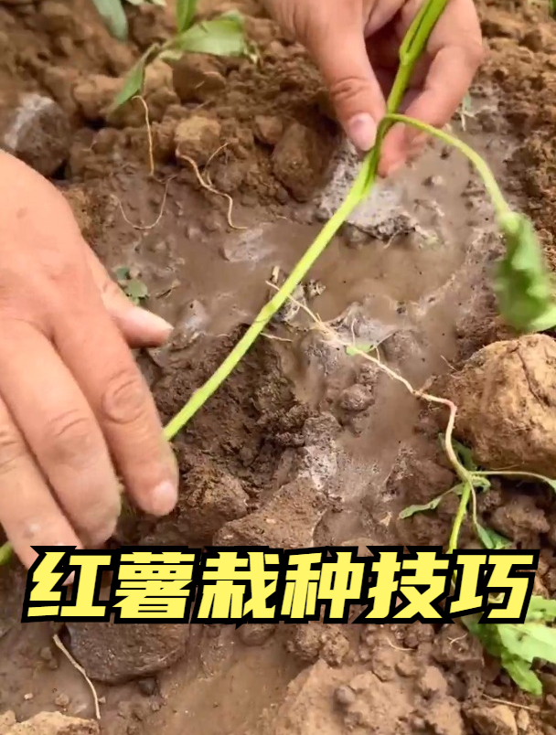 红薯苗移栽有技巧,掌握一个顺口溜即可,深弯土起垄浇透水盖土!