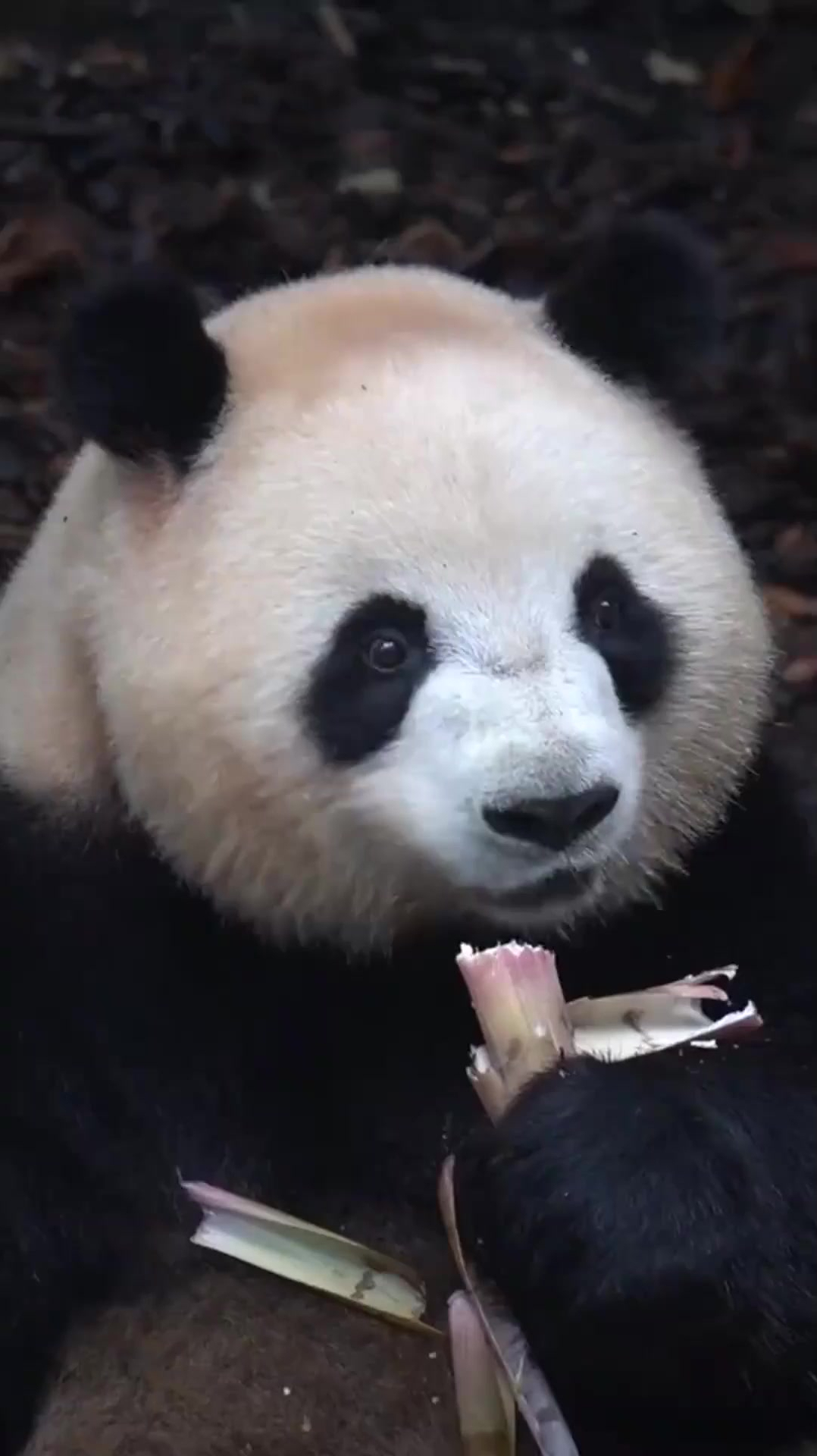 240斤的熊猫肉肉,手握竹笋大吃特吃,呆萌小眼神儿太可爱了!