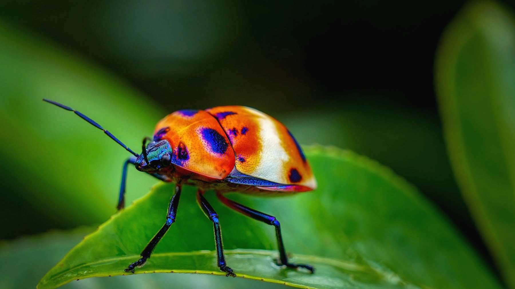 这些种类的昆虫,你见过了吗