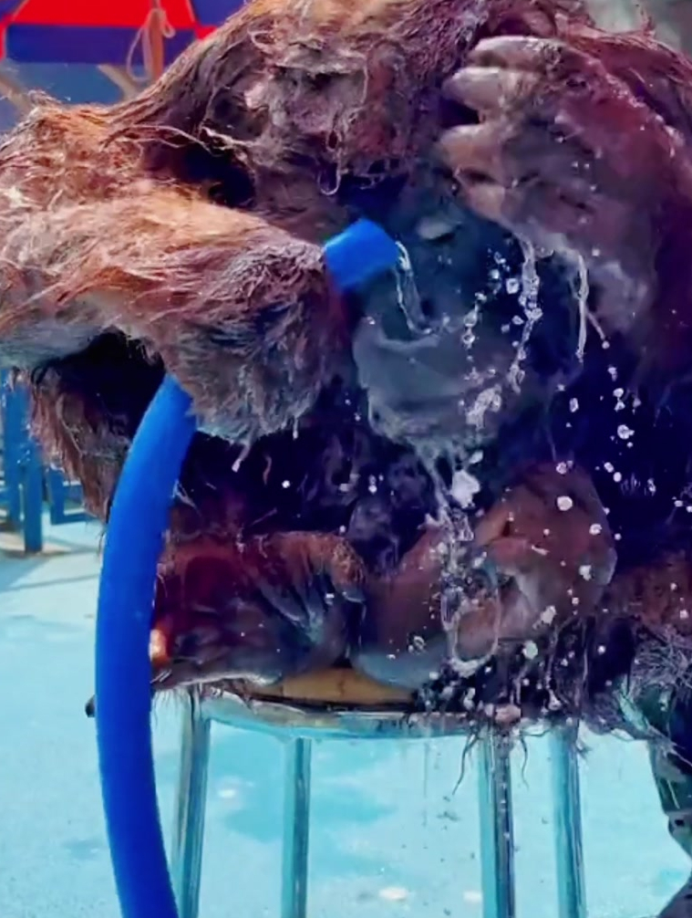 动物园一猩猩洗澡有模有样网友看得我也想洗澡了