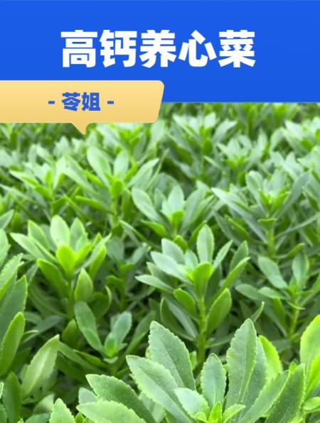 高钙养心菜也叫救心菜,土三七,特别适合老人和小孩吃,易栽种-度小视