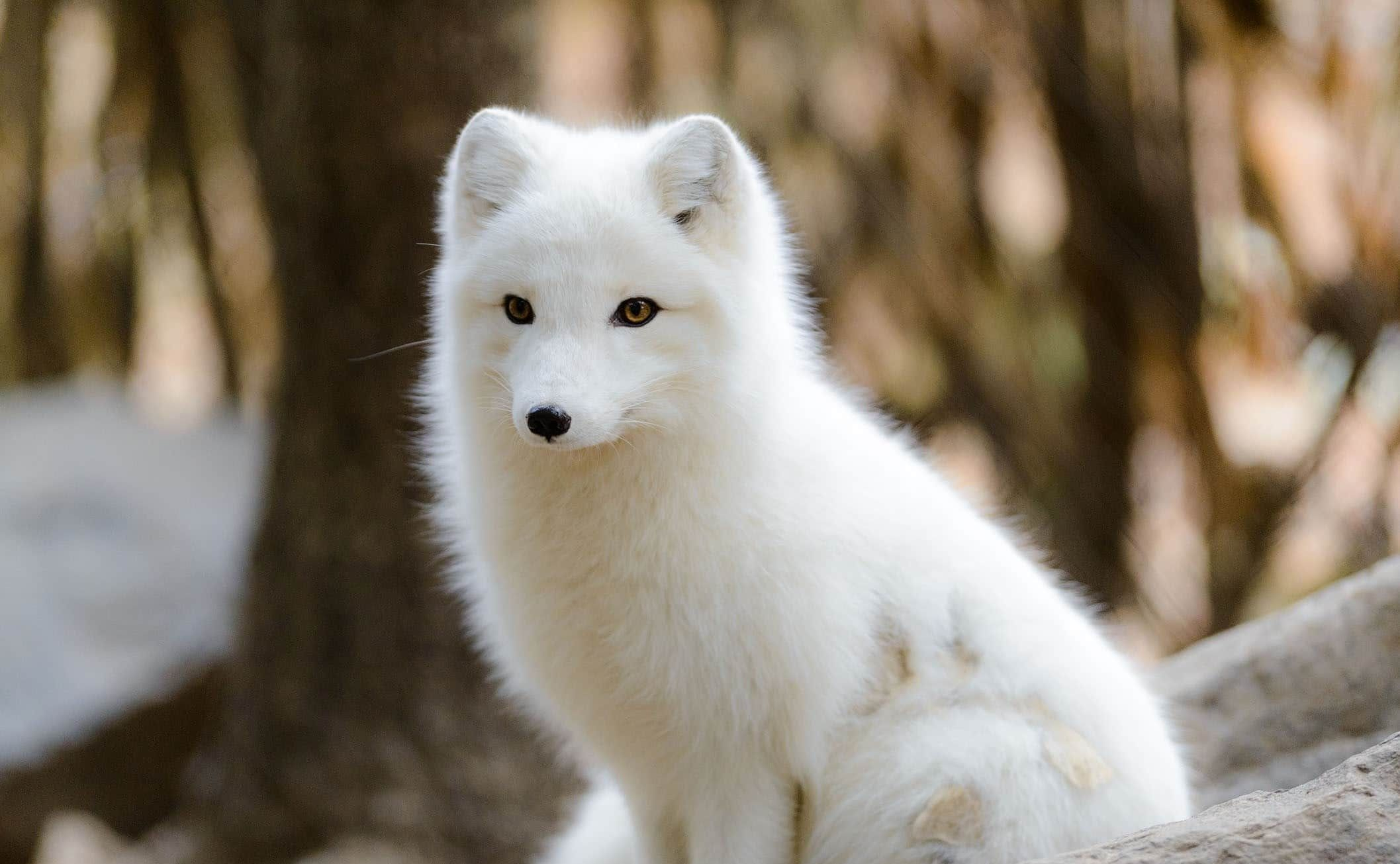 男子投喂白狐后被引见给同伴,大概率是作为宠物被抛弃的,为啥?