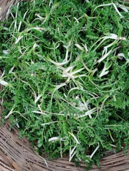 甘肃老家的一种野菜,友友们认识吗,我们叫它斜蒿你们叫什么呢-度小视