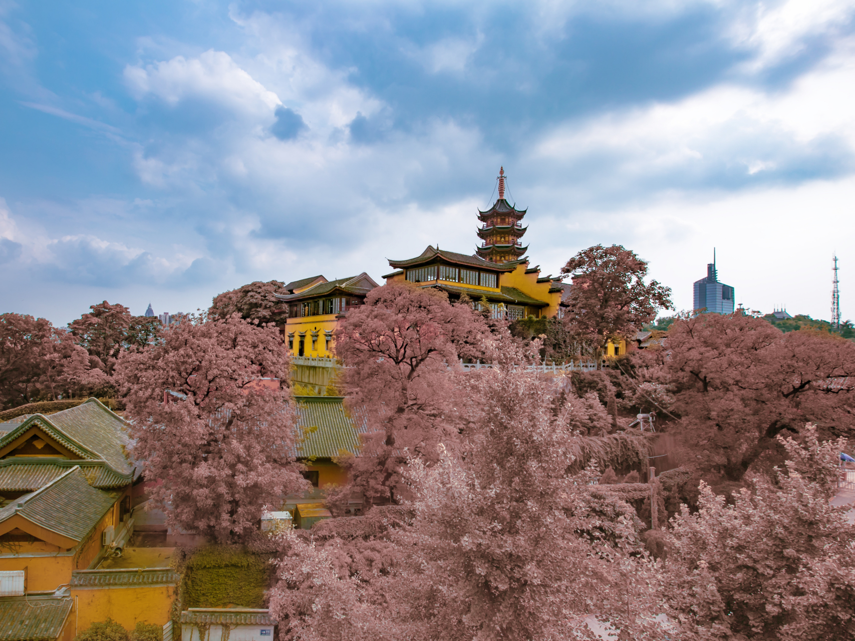 鸡鸣寺的樱花盛开,是春天最美的风景.