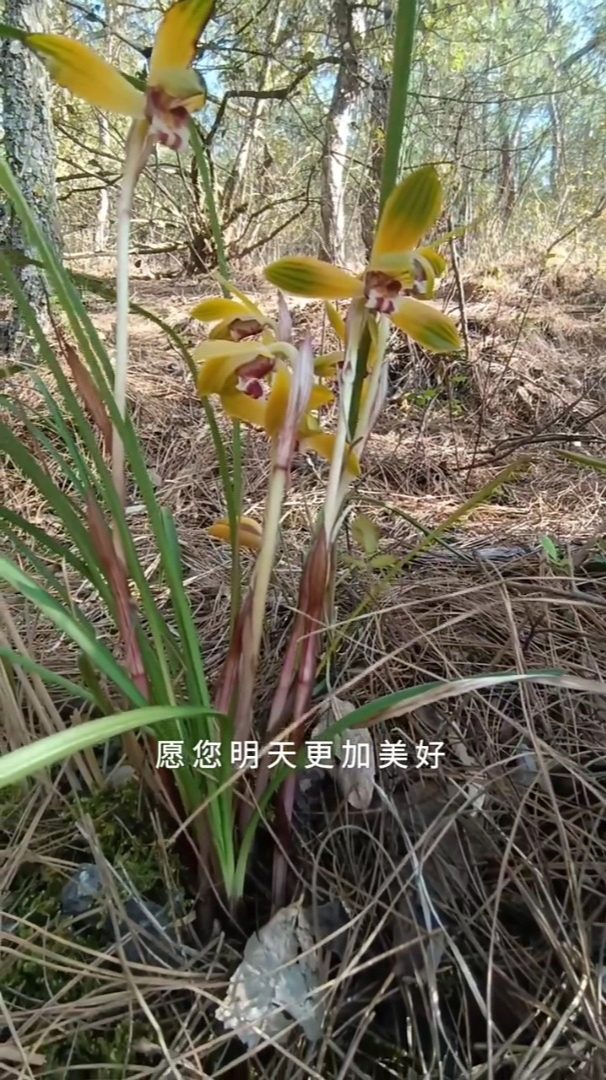 山上偶遇的一株豆瓣兰,看起来好像很值钱的样子-度小视