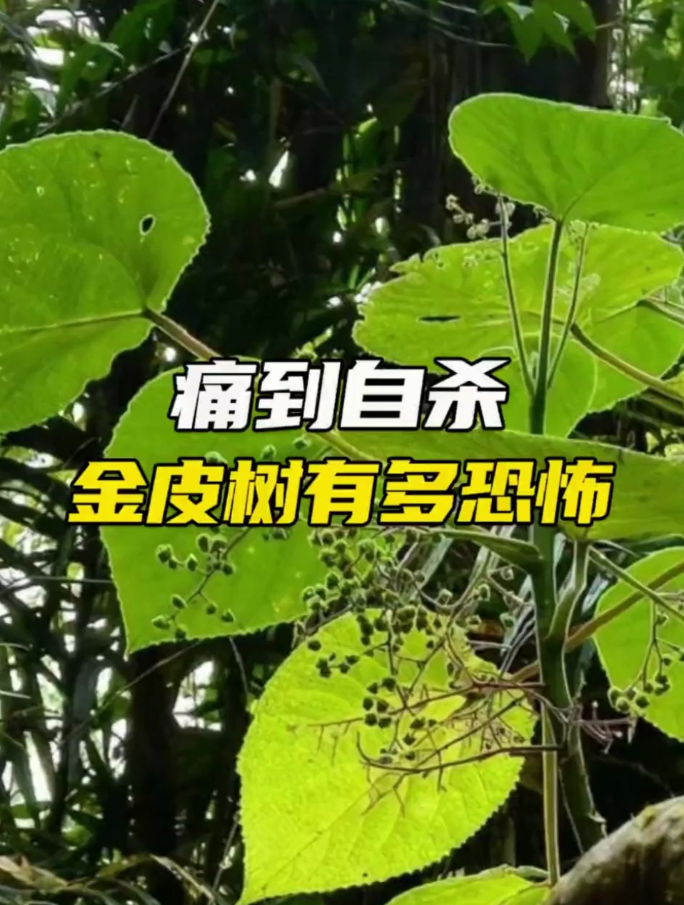 痛到自杀的金皮树,有多恐怖?-度小视