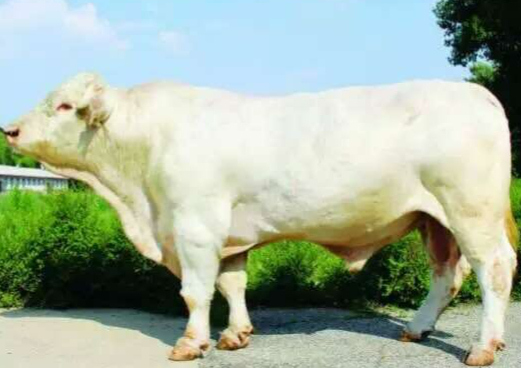 种牛冻精,输精器械销售.联系电话:15604010602